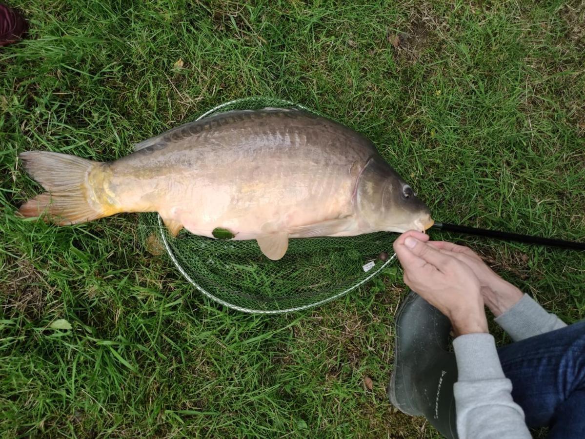 Deux Etangs Poissonneux Au Milieu Des Bois Avec Gite Moderne, La Halte Des Deux Lacs Rosée Eksteriør billede